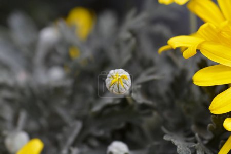 Gray-leaf eurypos flower bud - Latin name - Euryops pectinatus