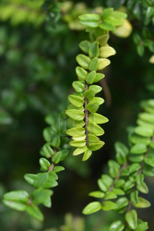 Chèvrefeuille Brise verte branche avec feuilles - Nom latin - Lonicera nitida Brise verte