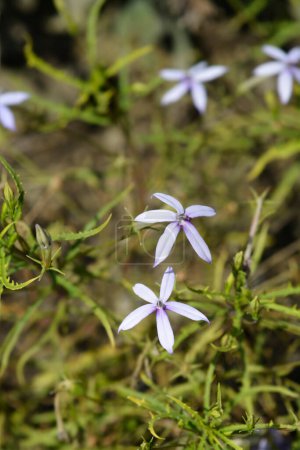 Photo for Rock isotome flowers - Latin name - Isotoma axillaris - Royalty Free Image