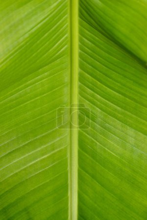  Dwarf Cavendish banana  leaf detail - Latin name - Musa acuminata Dwarf Cavendish