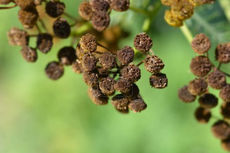 Common tansy seed heads - Latin name - Tanacetum vulgare