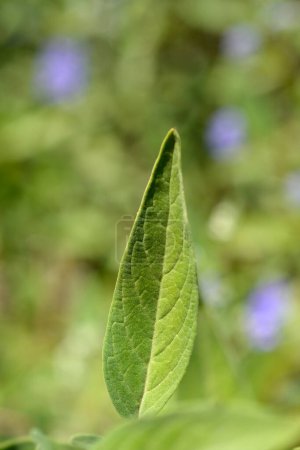 Blaubart Blätter - lateinischer Name - Caryopteris x clandonensis