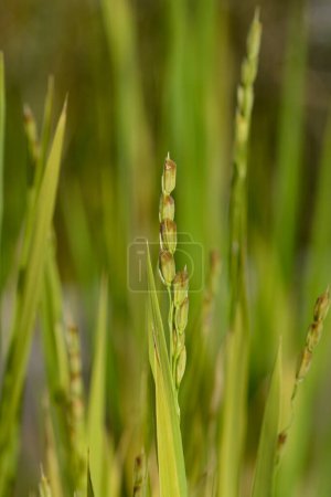 Gewöhnliche Reispflanze - lateinischer Name - Oryza sativa