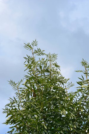 Téléchargez les photos : Frêne commun aux feuilles vertes - Nom latin - Fraxinus excelsior - en image libre de droit