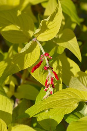 Sauge Ananas feuilles et boutons floraux - Nom latin - Salvia elegans Anana