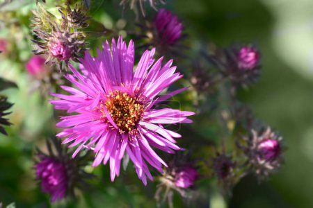 New England aster Vibrant Dome pink flowers - Latin name -  Symphyotrichum novae-angliae Vibrant Dome