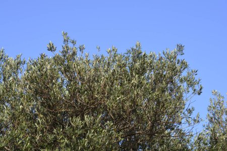 Photo for Common olive branches against blue sky - Latin name - Olea europaea - Royalty Free Image