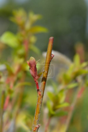 Japanese Pink Pussy Willow branch with new leaves - Latin name - Salix gracilistyla Mount Aso