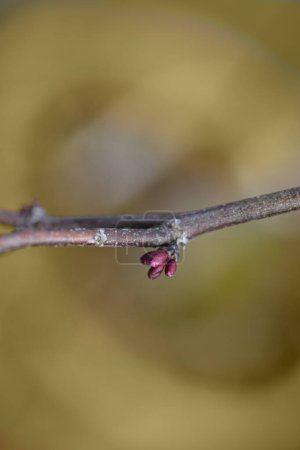 Eastern Redbud branch with pink flower buds - Latin name - Cercis canadensis Cascading Hearts