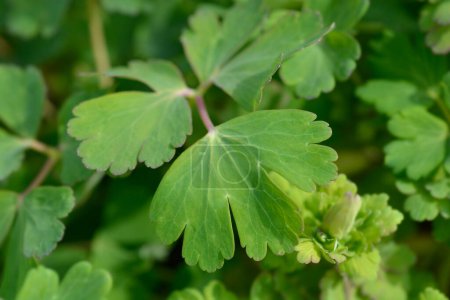 Photo for Hybrid Columbine green leaves - Latin name - Aquilegia hybrida Spring Magic - Royalty Free Image