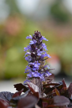 Bugle blue flowers - Nombre latino - Ajuga reptans Atropurpurea