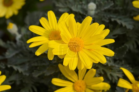 Graublättrige Eurypos-Blüten - lateinischer Name - Euryops pectinatus