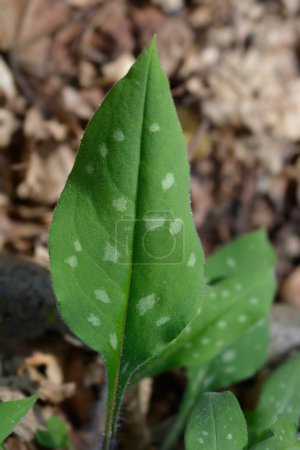 Common lungwort leaves  - Latin name - Pulmonaria officinalis