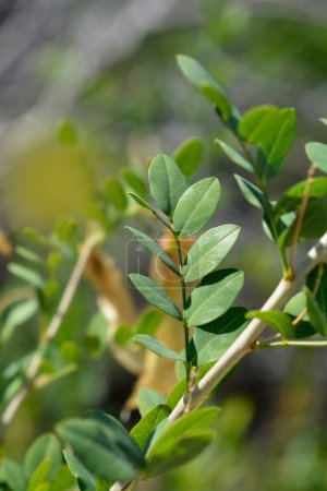 Bladder senna leaves - Latin name - Colutea arborescens