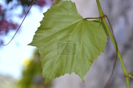 Gewöhnliches Traubenblatt - lateinischer Name - Vitis vinifera 