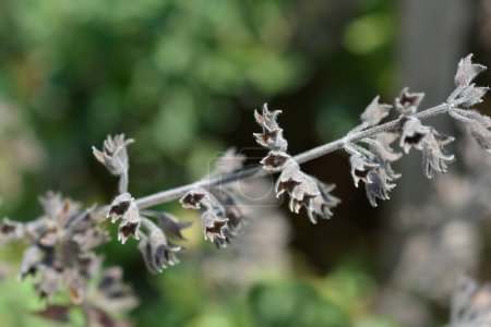 Photo for Yellow germander seed pods - Latin name - Teucrium flavum - Royalty Free Image