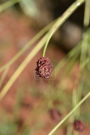 Foto de Gran cabeza de semilla de burnet - Nombre latino - Sanguisorba officinalis - Imagen libre de derechos