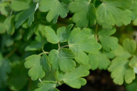 Photo for Hybrid Columbine green leaves - Latin name - Aquilegia hybrida Spring Magic - Royalty Free Image
