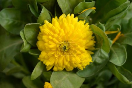 Garden marigold yellow flower - Latin name - Calendula officinalis Bon Bon