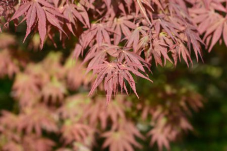 Japanese Maple branch with red leaves - Latin name - Acer palmatum