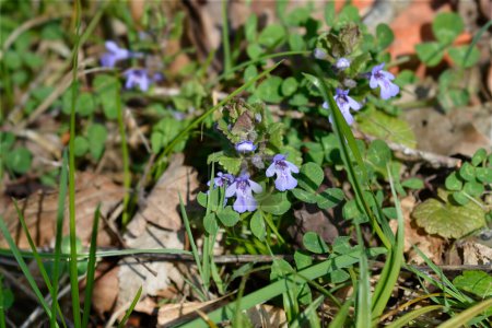 Fleurs de lierre au sol - Nom latin - Glechoma hederacea