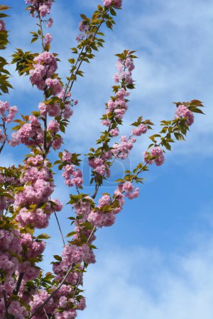 Japanese flowering cherry Kanzan branches with pink flowers - Latin name - Prunus serrulata Kanzan