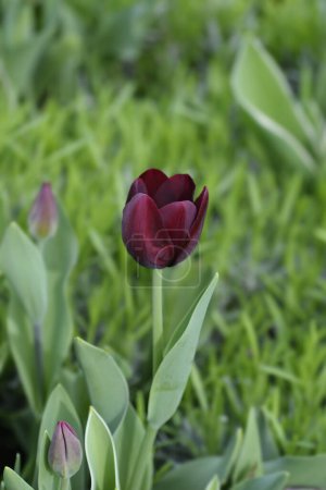 Dunkelviolette Tulpenblüten - lateinischer Name - Tulipa Ronaldo