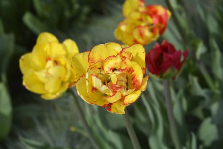 Yellow and red double late tulip flowers - Latin name - Tulipa Sundowner