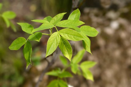 Rama europea de nueces con hojas - Nombre latino - Staphylea pinnata