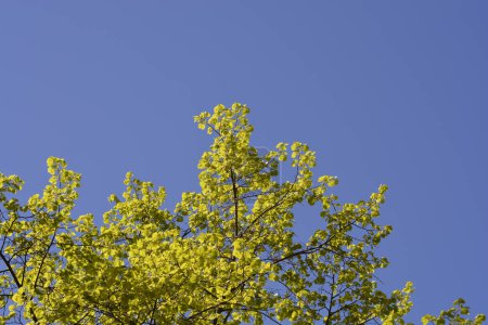 Kleinblättrige Lindenzweige mit Blättern vor blauem Himmel - lateinischer Name - Tilia cordata