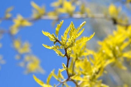 Téléchargez les photos : Branche de sauterelle sans épines avec de nouvelles feuilles contre le ciel bleu - Nom latin - Gleditsia triacanthos f. inermis - en image libre de droit