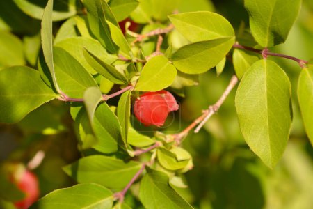 Winter flowering honeysuckle fruit - Latin name - Lonicera fragrantissima