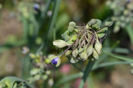 Ohio Spiderwort Blütenknospen - lateinischer Name - Tradescantia ohiensis