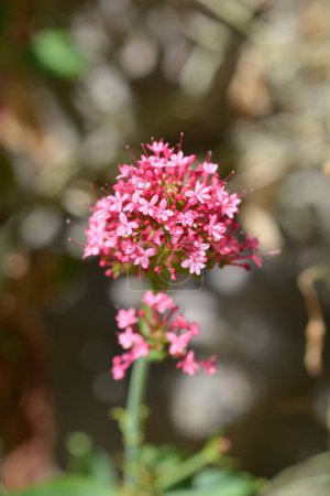 Rote Baldrianblüten - lateinischer Name - Centranthus ruber