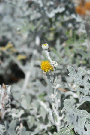 Silbernes Ragwurz gelbe Blüten - lateinischer Name - Jacobaea maritima