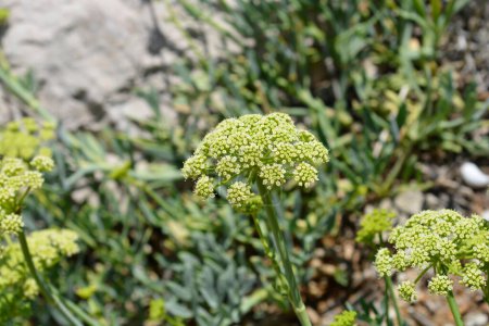 Sea fennel flowers - Latin name - Crithmum maritimum