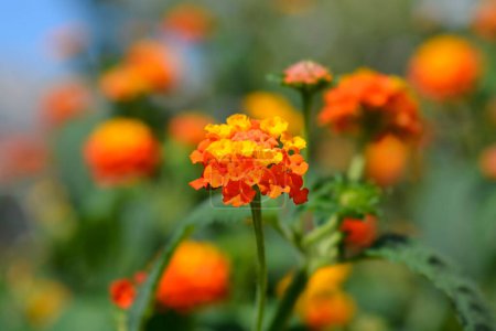 Photo for Shrub verbena orange and yellow flowers - Latin name - Lantana camara - Royalty Free Image