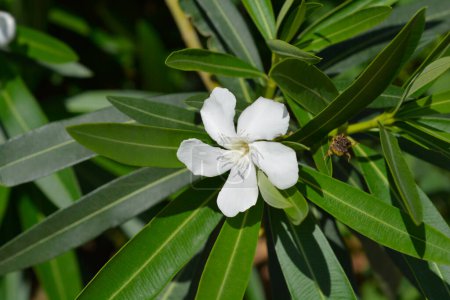 Gewöhnlicher Oleander weiße Blume - lateinischer Name - Nerium oleander