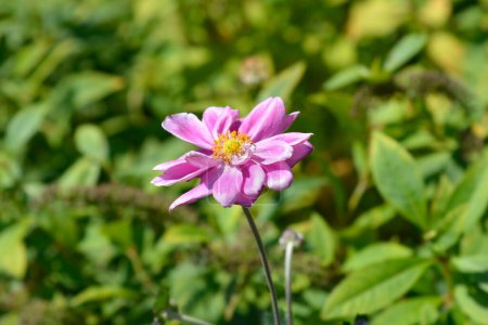 Anémone japonaise fleur Reine Charlotte - Nom latin - Anémone hybride Reine Charlotte