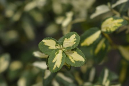 Wintercreeper Blondy variegated  leaves - Latin name - Euonymus fortunei Blondy