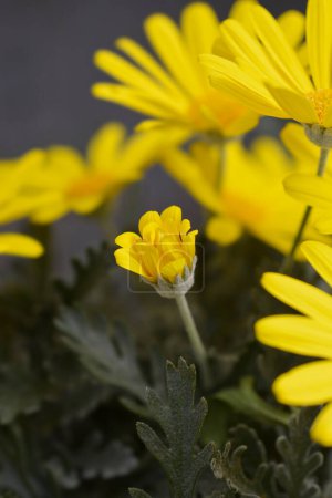 Graublättrige Eurypos-Blütenknospe - lateinischer Name - Euryops pectinatus