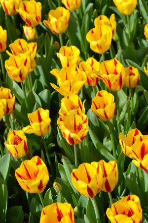 Gelbe und rote Tulpenblüten - lateinischer Name - Tulipa Washington