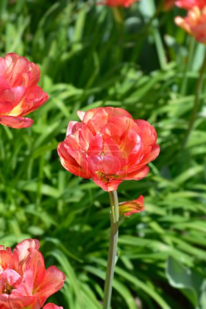 Red double late tulip flowers - Latin name - Tulipa Sundowner