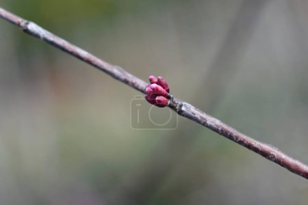 Rotbudenzweig mit rosa Blütenknospen - lateinischer Name - Cercis canadensis Cascading Hearts
