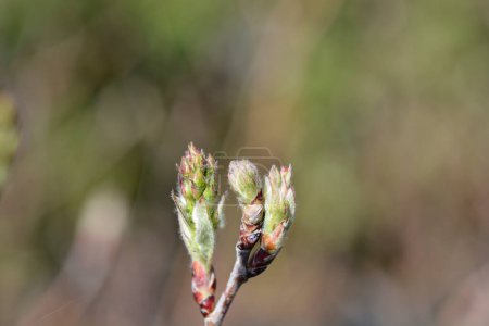 Alder-leaved serviceberry branch with buds - Latin name - Amelanchier alnifolia Sleyt