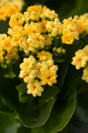 Photo for Yellow Florist kalanchoe double flowers - Latin name - Kalanchoe blossfeldiana - Royalty Free Image