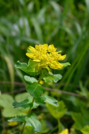 Cushion spurge yellow flower - Latin name - Euphorbia epithymoides 