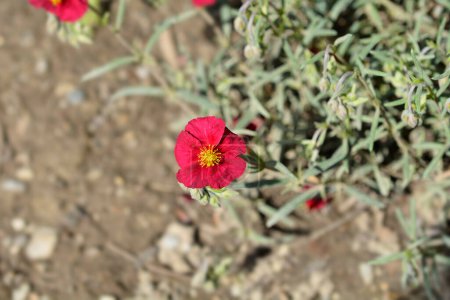 Photo for Rockrose Red flower - Latin name - Helianthemum nummularium Red Orient - Royalty Free Image