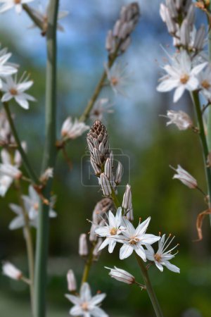 Verano Flores de asfalto - Nombre latino - Asphodelus aestivus