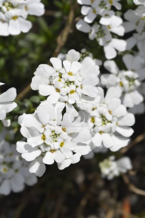 Evergreen candytuft white flowers - Latin name - Iberis sempervirens Schneeflocke